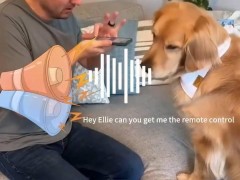 硅谷宠物共情AI公司Traini获千万天使轮融资，打造理解宠物心理的应用